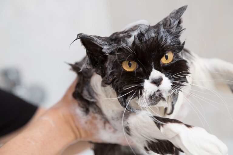 bañar a un gato