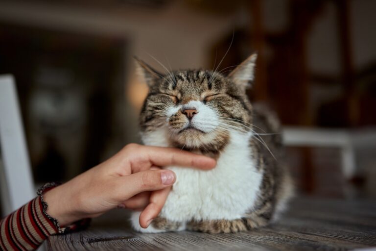 lindo gatito atigrado gato europeo de pelo corto en las manos