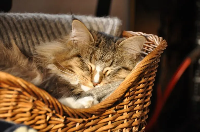 Es bueno dormir con el gato