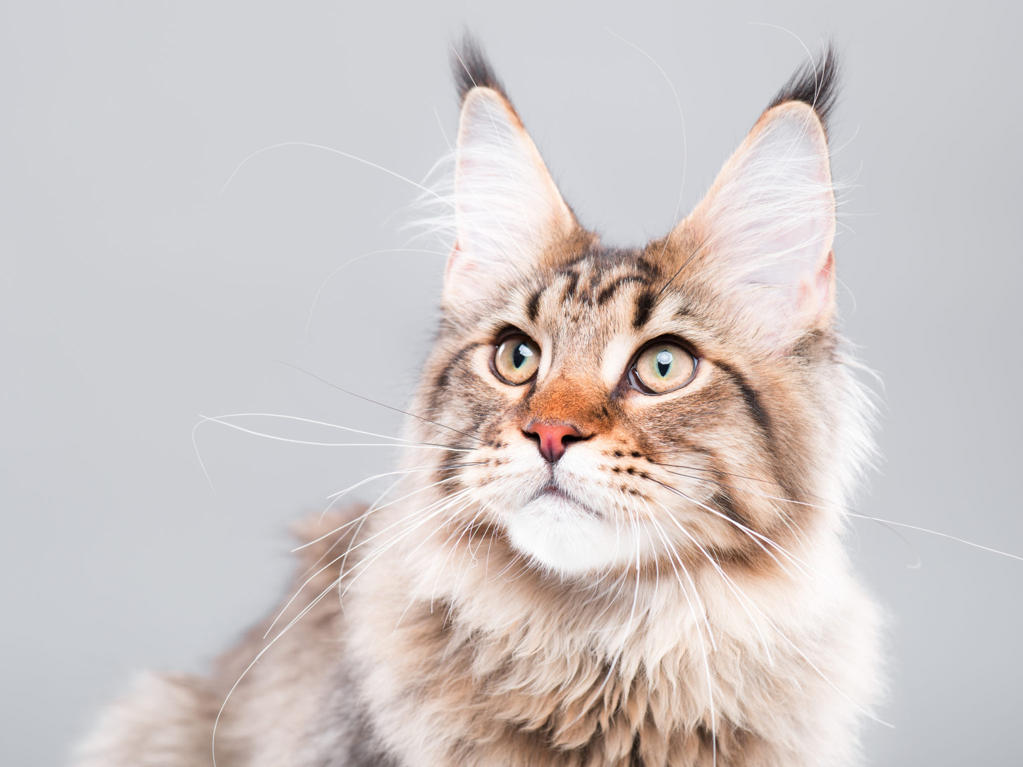 Cuántos años tiene mi gato? | Salud del gato y cuidados | zooplus