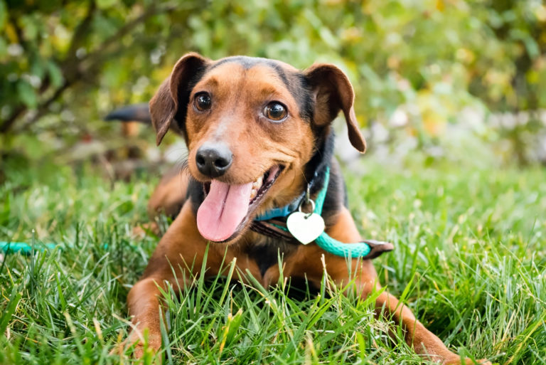 Perro es feliz