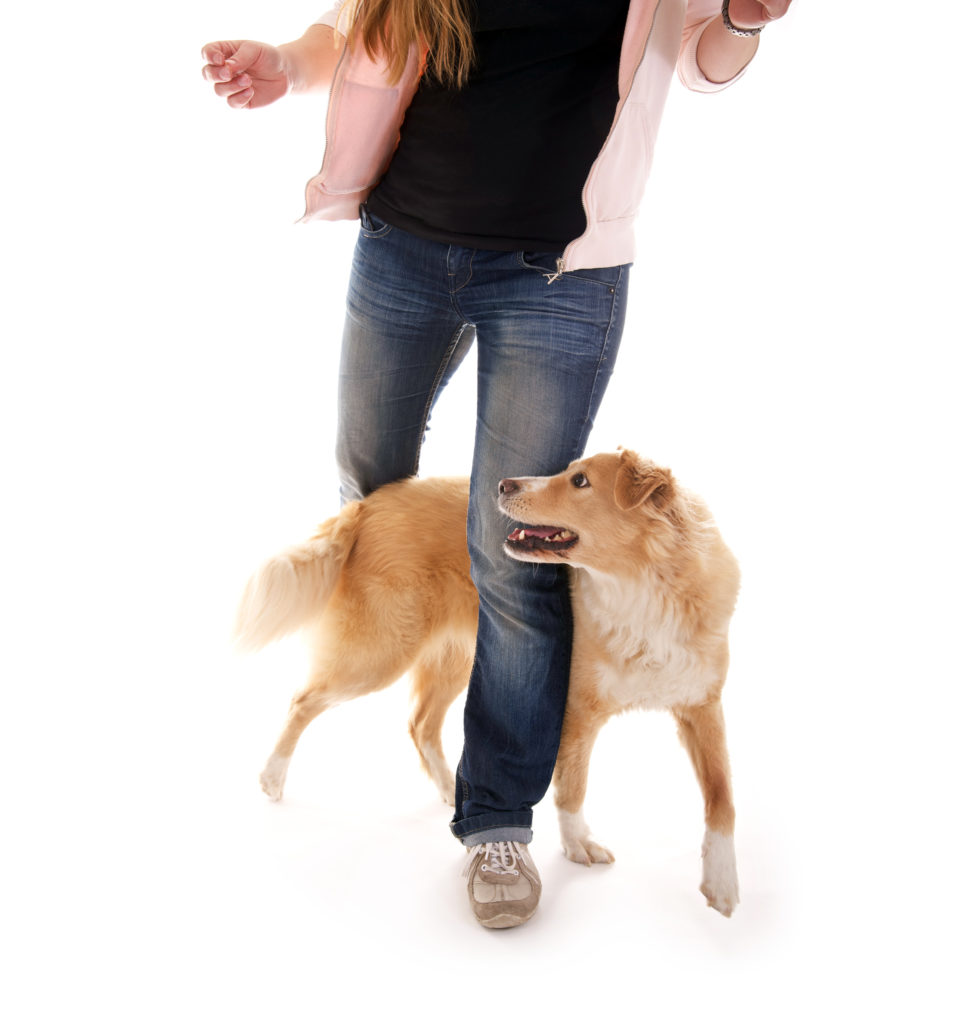factible Dependiente Ingenieria 🥇 Los 10 mejores trucos para perros - Diviértete con tu perro