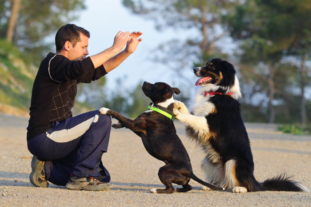 Cinco juegos caninos para educar a tu perro