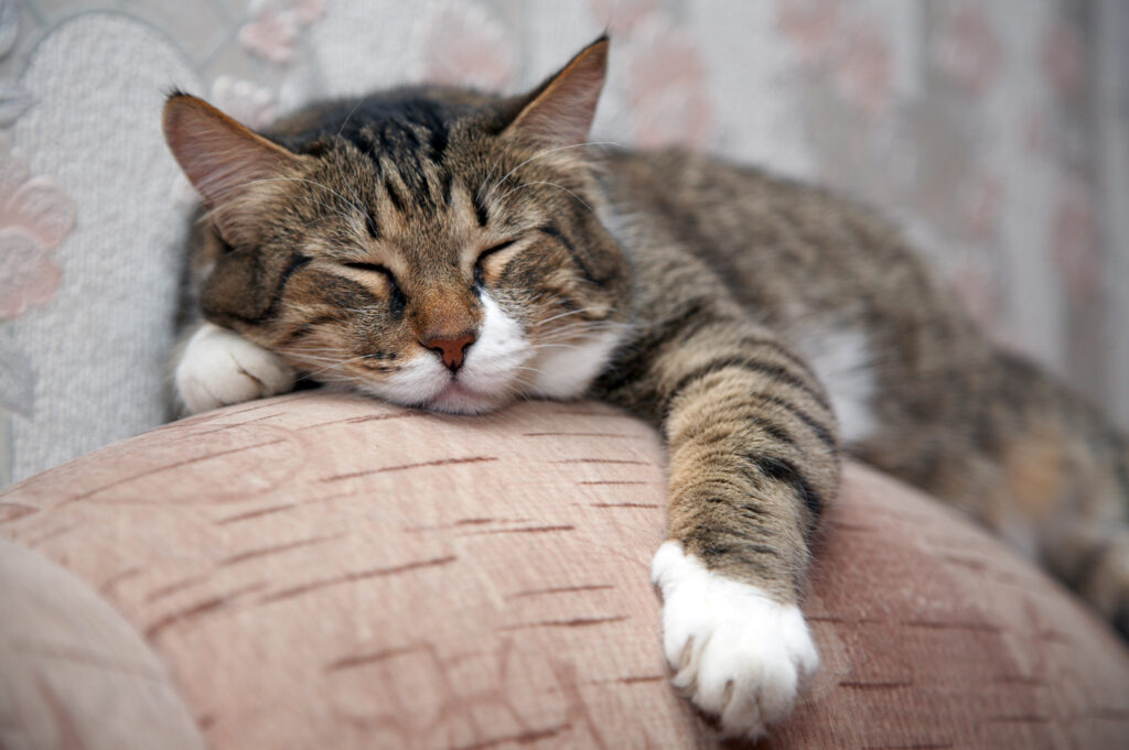 Gata senior durmiendo junto al sofá