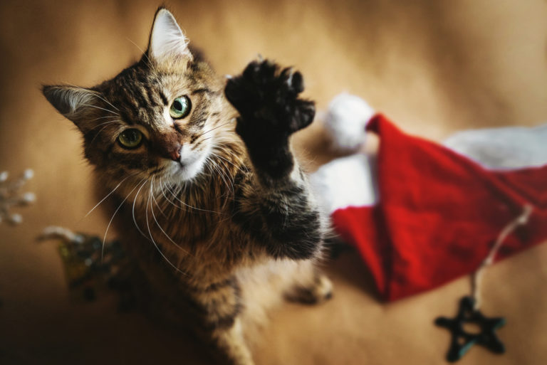 Gatos en Navidad