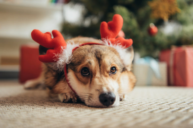 Perros en Navidad Perros en Navidad