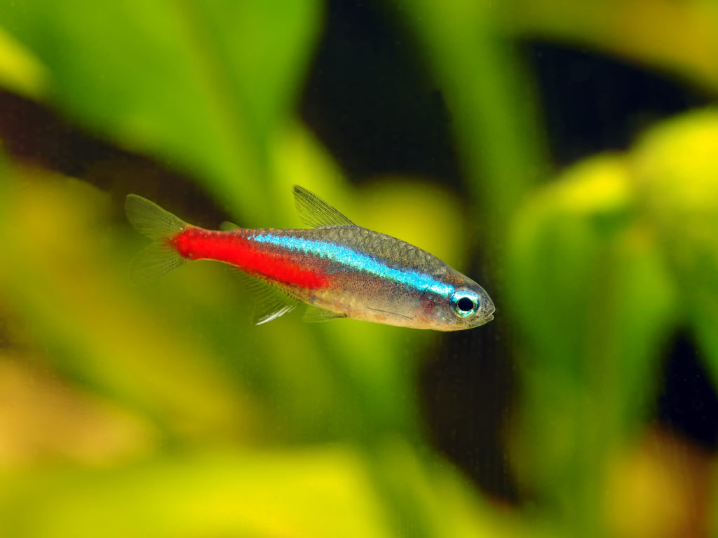 Ausencia En necesidad de formato Peces de acuario: las diez especies favoritas | Tipos de peces | zooplus
