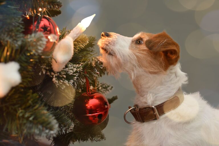 Perros en Navidad