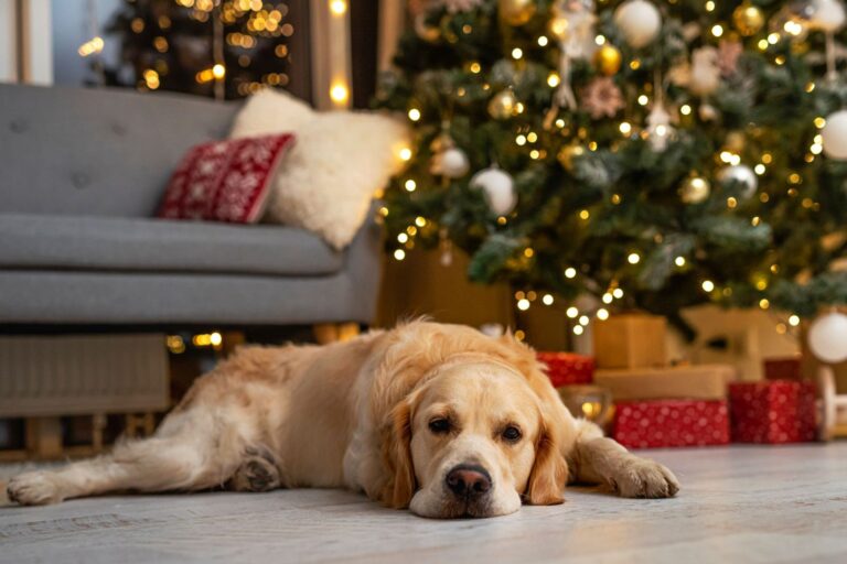 Perros en Navidad