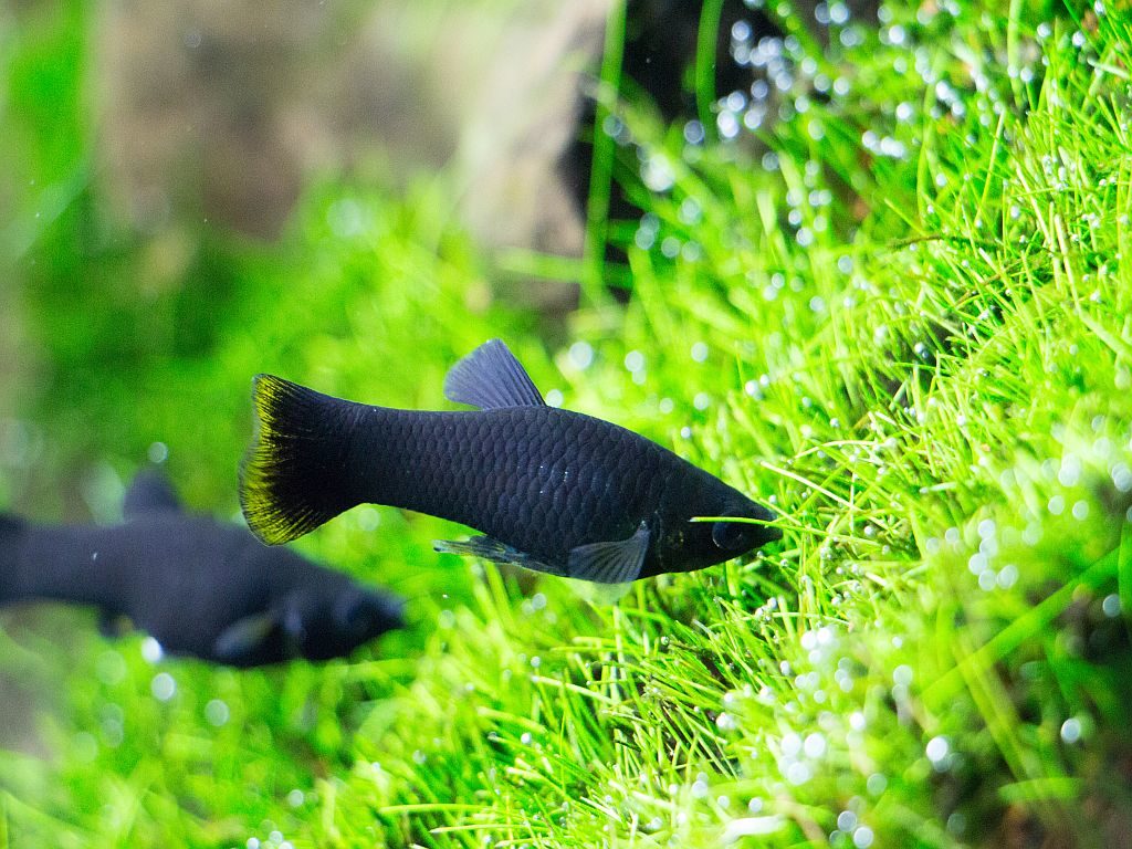 Peces de acuario: las diez especies favoritas, Tipos de peces