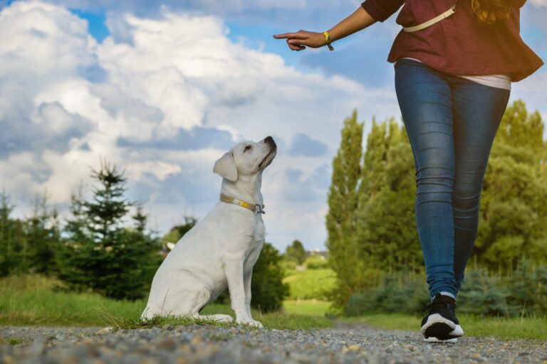 Cómo educar a mi perro