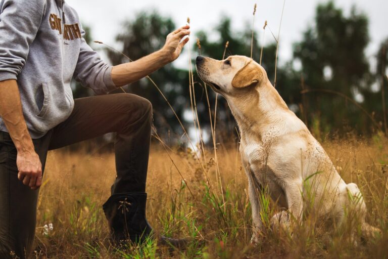 Cómo educar a mi perro