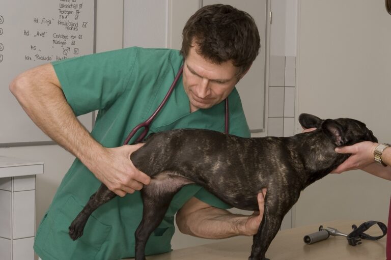 Whitney cooperar Tahití Displasia de cadera en perros | Salud del perro y cuidados | zooplus