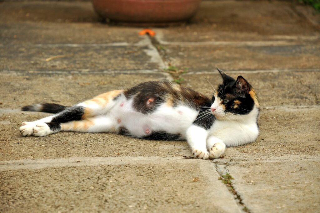 El parto de una gata