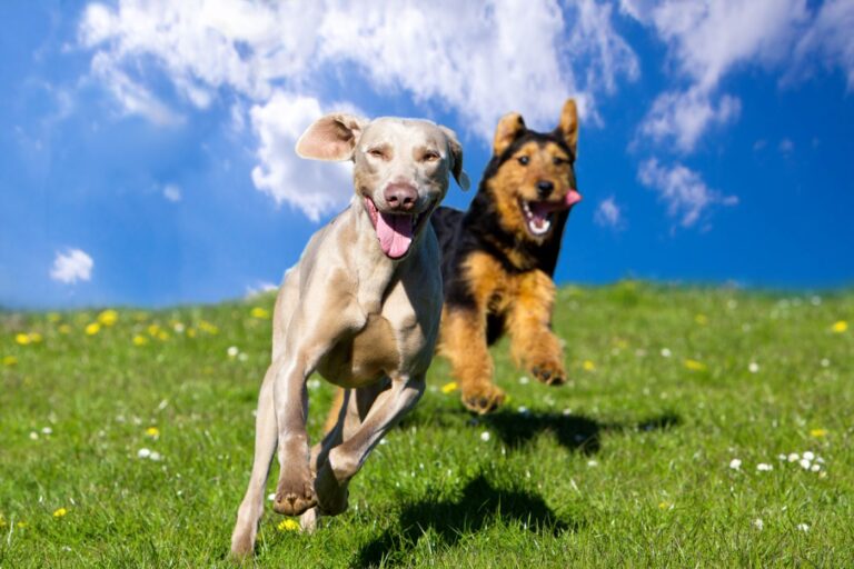 Tener dos perros o más Tener dos perros o más