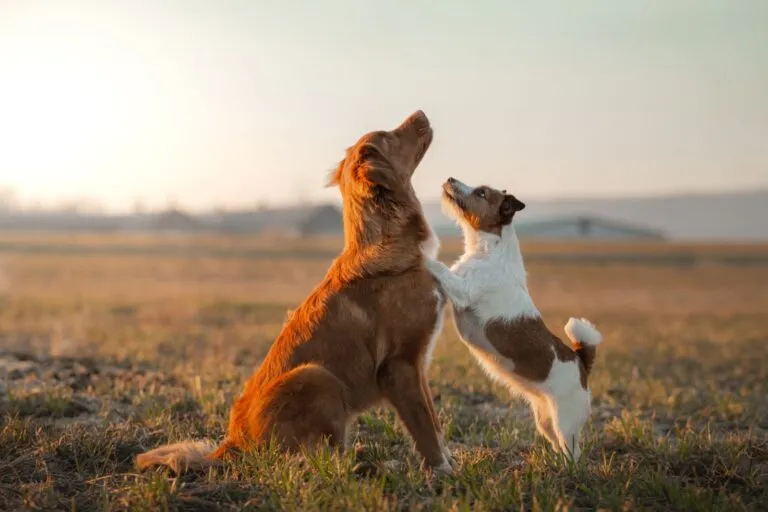 Tener dos perros o más