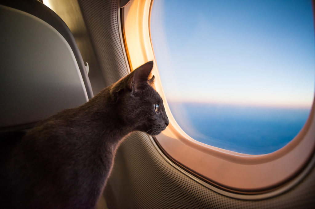 Viajar con gatos en avión