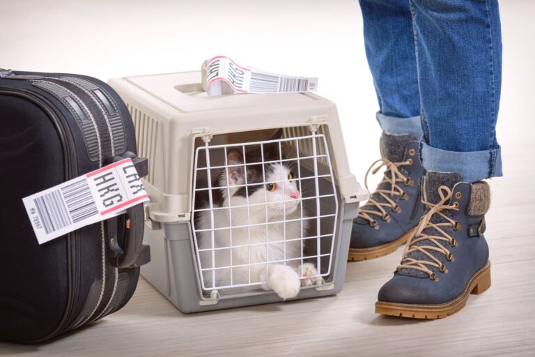 Viajar con gatos en avión