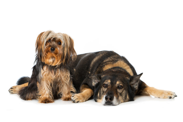 Dos perros en casa dos perros en casa