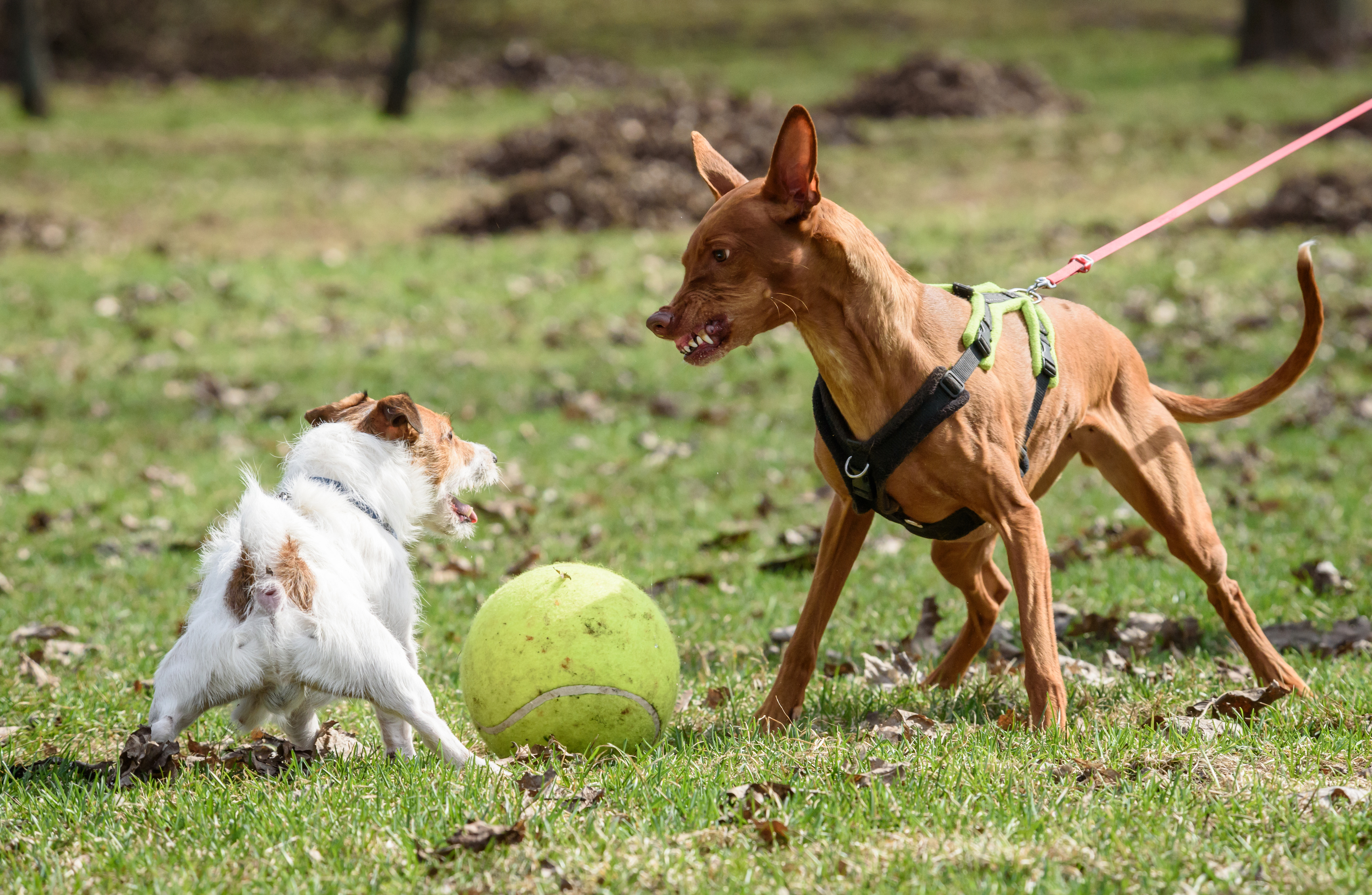 Cuidado Perro Bravo  Perro bravo, Cuidado con el perro, Perros