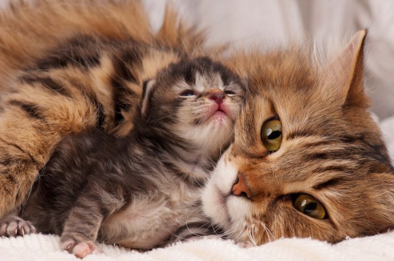 El parto de una gata: cómo es y cómo prepararte | zooplus Magazine