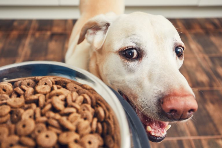 Comida rica en carne para perros