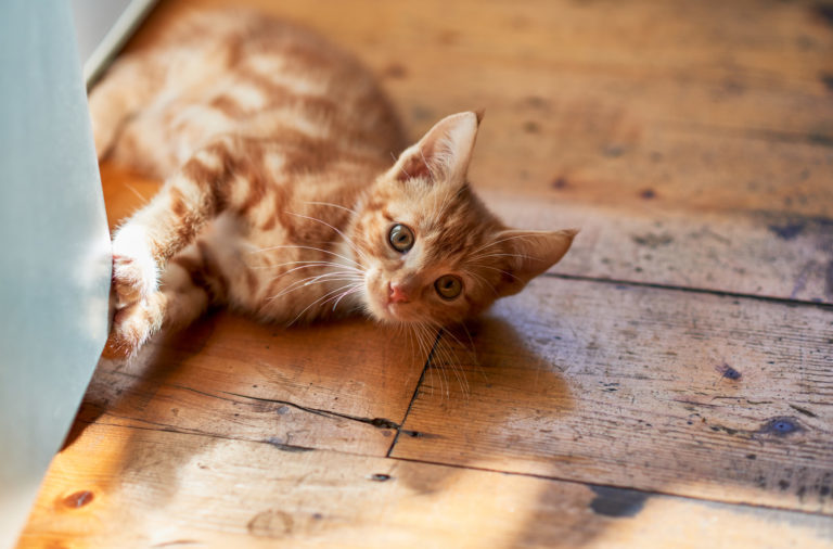 Láser para gatos, Juegos con gato y deporte