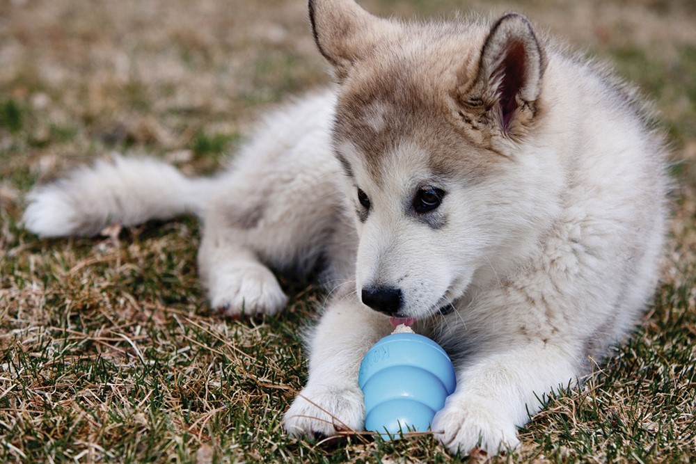 Adoptar un cachorro