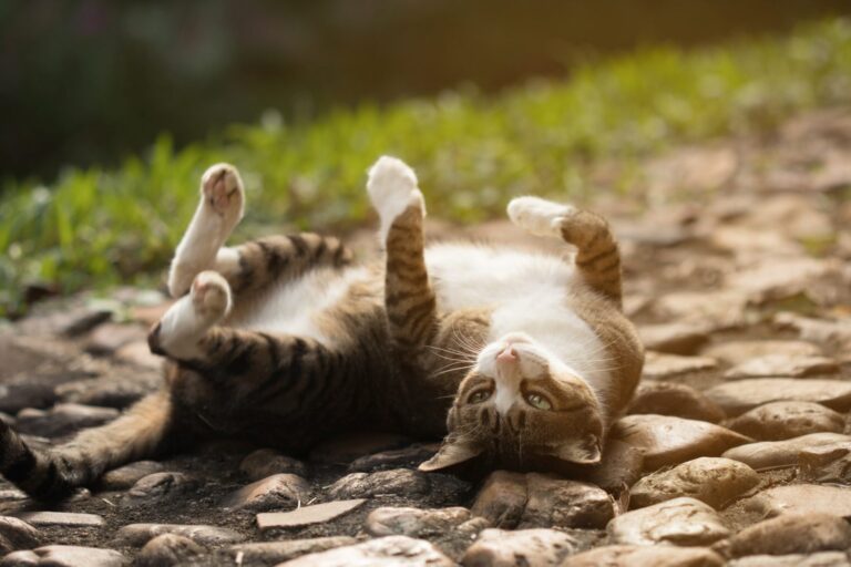 Calendario mensaje Gruñido Gata en celo | Salud del gato y cuidados | Magazin de zooplus