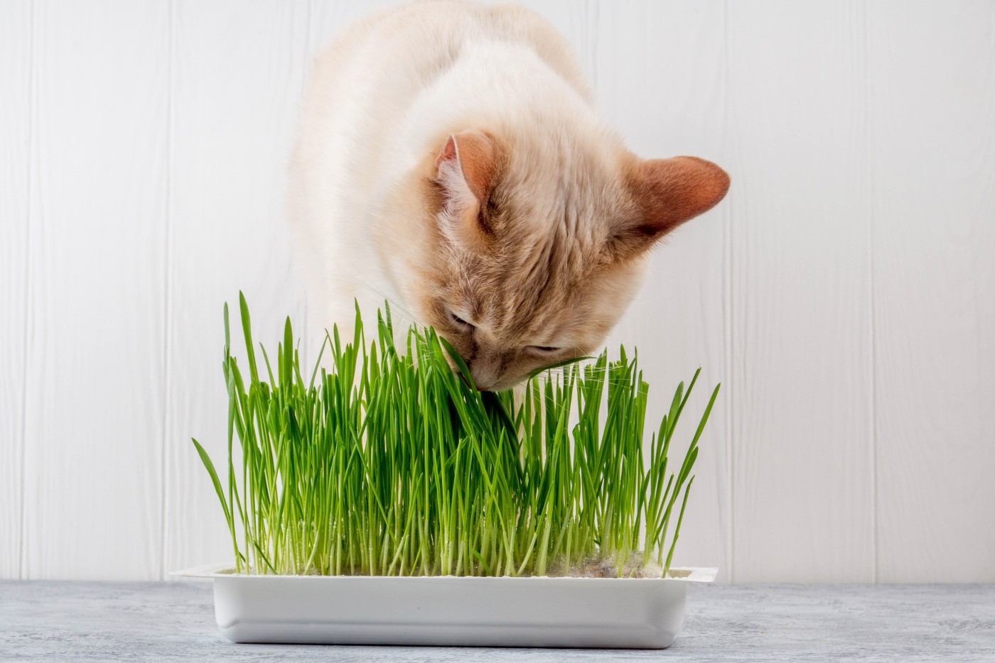 Sedante arrepentirse ponerse nervioso Hierba para gatos | Alimentación del gato | zooplus