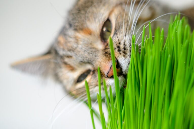 hierba para gatos