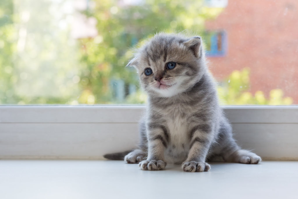 Scottish fold