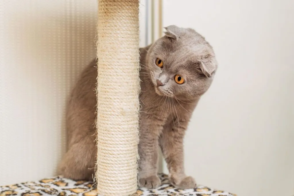 Scottish fold