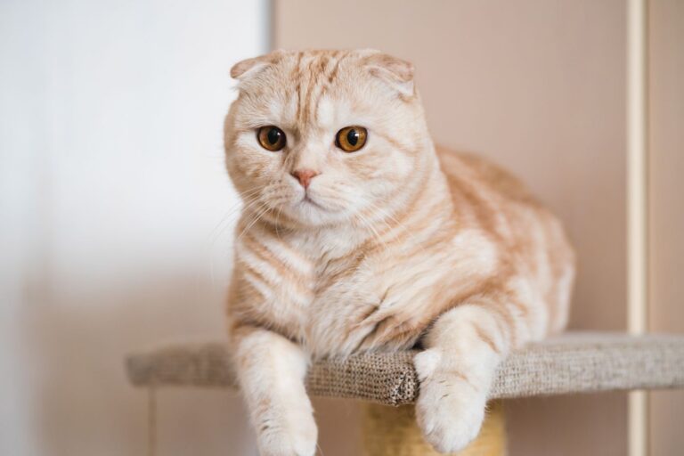 Scottish fold