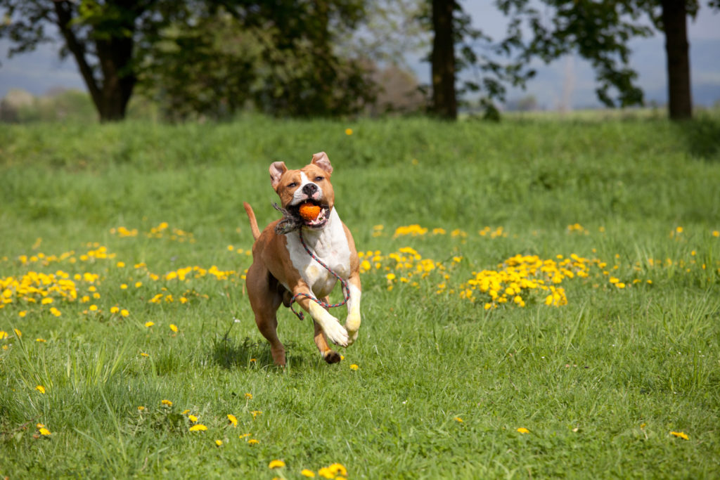 amstaff spielt