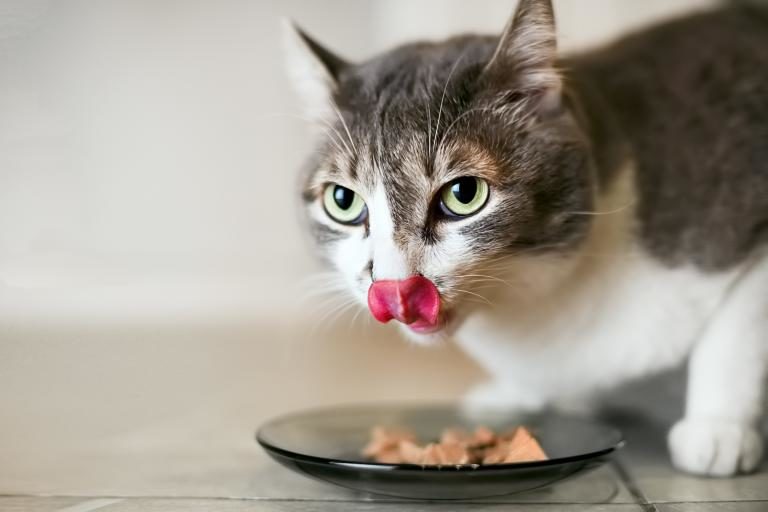 Comida para gatos sin cereales