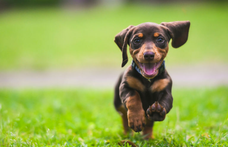 la llegada de un cachorro