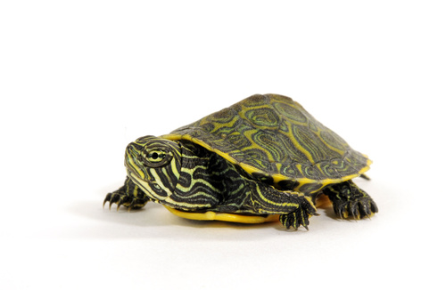 Tortuga