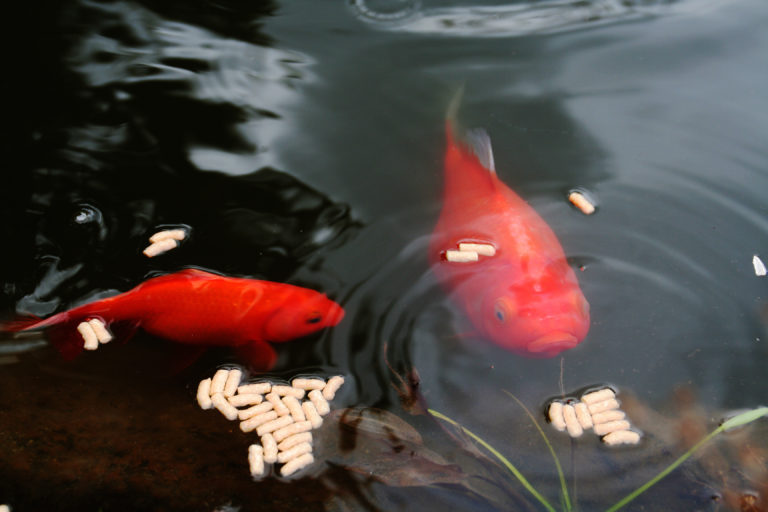 Comida para peces de estanque