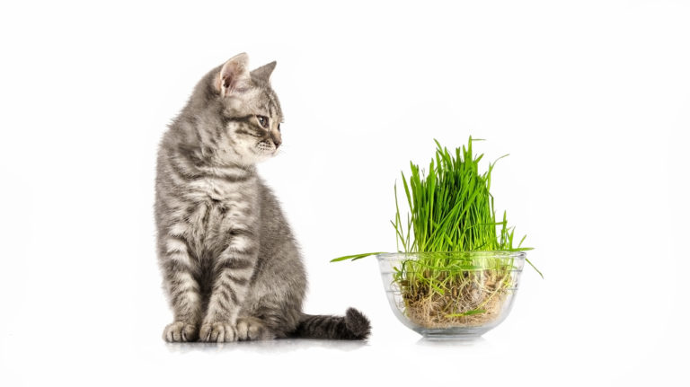 Hierba para gatos Hierba para gatos
