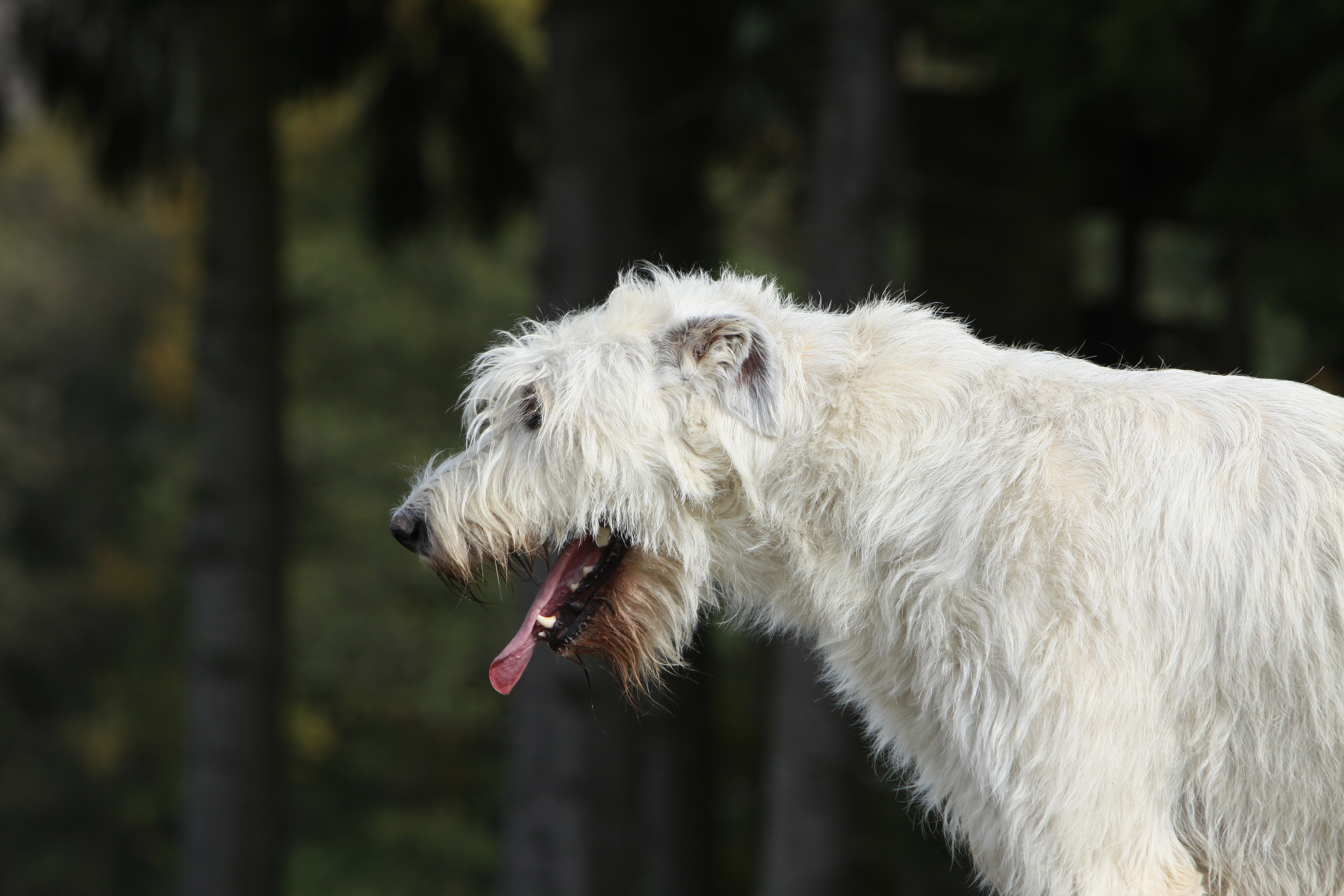 Cuidados para evitar que los perros sufran con el calor - Mestizos Magazine