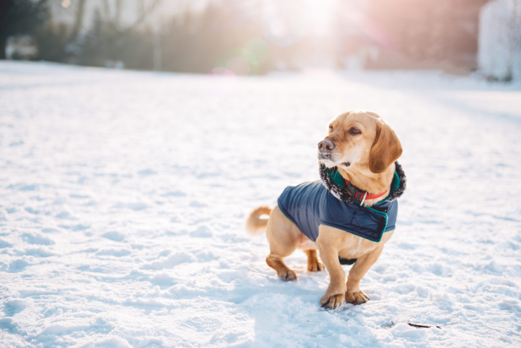 hund mit hundemantel im schnee