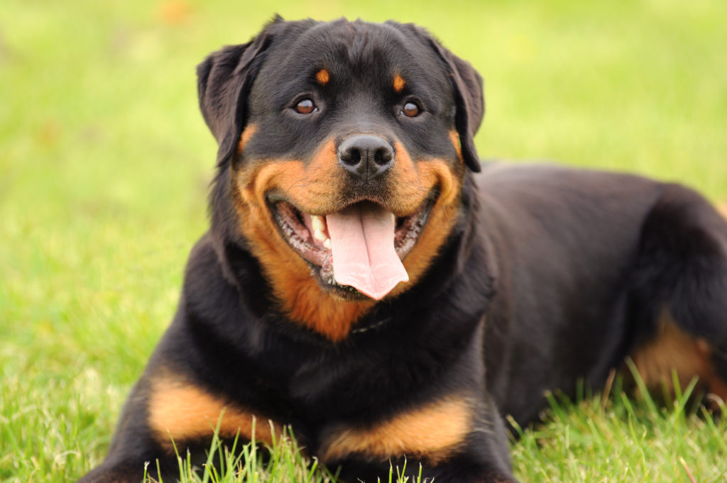 rottweiler im grass