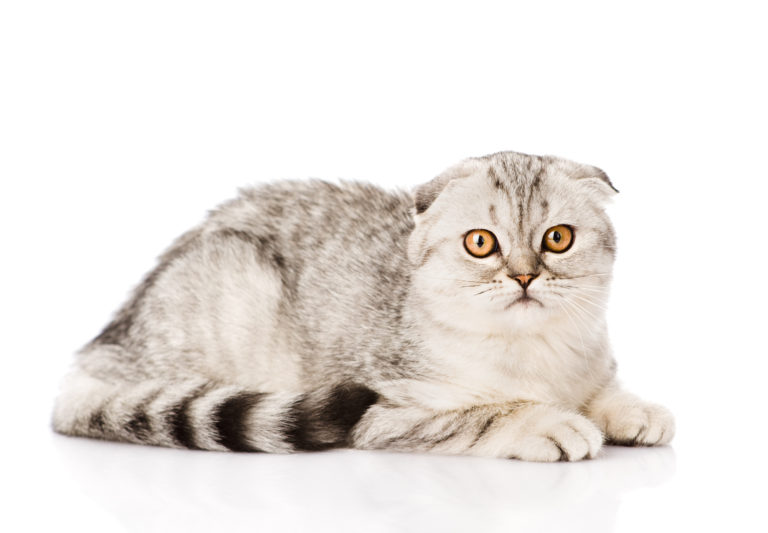 Scottish fold Scottish fold