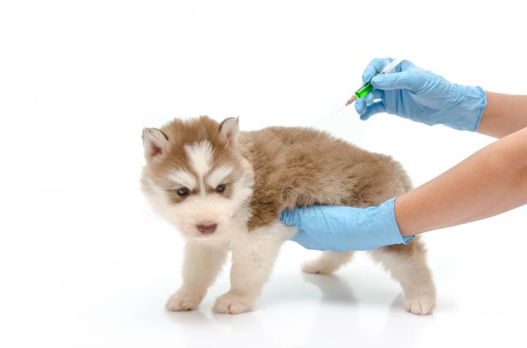 Vacunas para perros | El calendario de vacunas que necesita