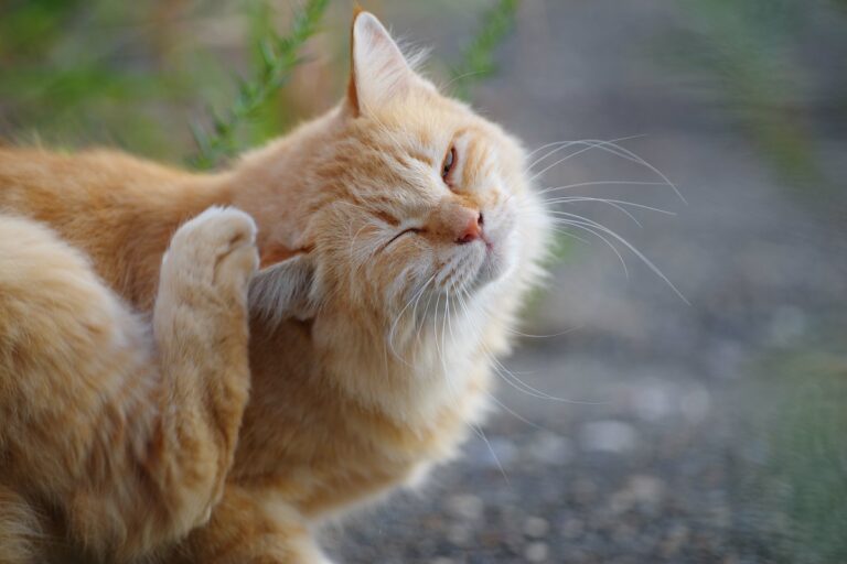 Alergia alimentaria en gatos