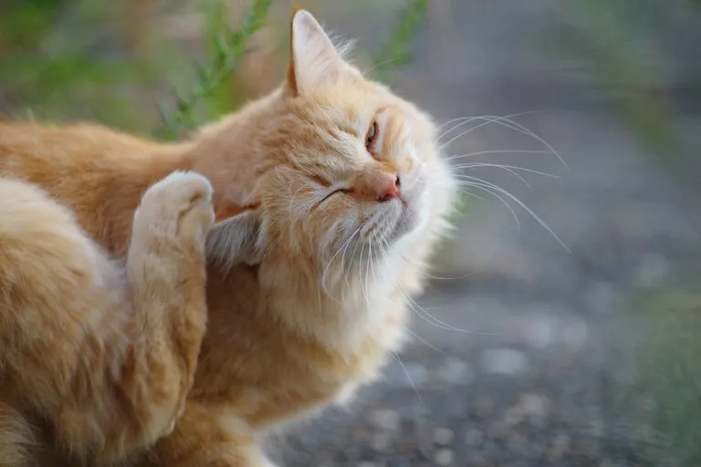 Alergia alimentaria en gatos