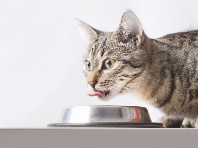 Comida ecológica para gatos