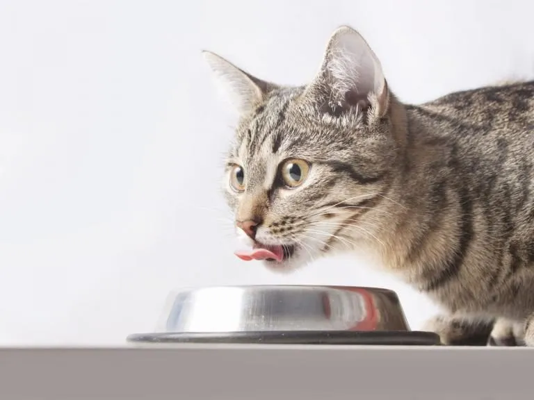 Comida ecológica para gatos