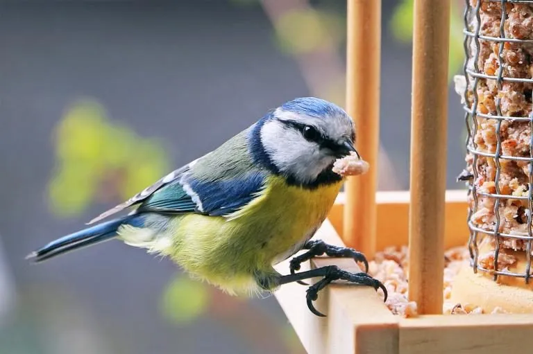 Comida para pájaros silvestres